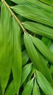 Bambusa Metake or Pseudosasa Japonica - for sale online, London UK, nationwide delivery UK