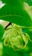 Ptelea Trifoliata or Common Hoptree, is a dense, US native, deciduous small tree
