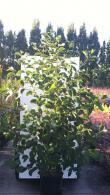 Pterostyrax Corymbosa a medium sized deciduous tree that produces clusters of white fragrant flowers and winged fruits, lovely foliage colours in autumn. Buy UK