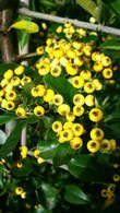 Pyracantha Saphyr Yellow (Yellow Firethorn)