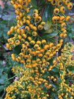 Pyracantha Soleil d