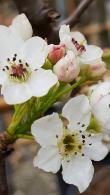 Pyrus Calleryana Chanticleer Callery Pear Trees in Full Blossom - the abundant clusters of white flowers are followed by small fruits.