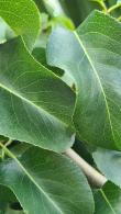 Pyrus Communis Beech Hill Pear is a hardy fruit tree known for its fragrant white blossoms in spring and delicious, crisp pears that ripen in late summer.