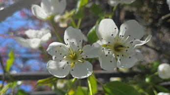 Pyrus communis pear tree with white spring blossom and edible fruit