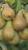 Fan Trained Conference Pear Tree. Pyrus Communis Conference pear trees, buy online UK delivery