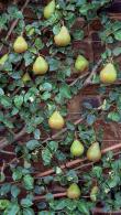 Pyrus Doyenne du Comice Fan Trained Pear Trees for Sale UK delivery.