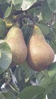 Pyrus Communis Doyenne du Comice is a delicious heritage fruiting pear