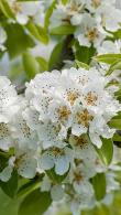 Pleached Pear Trees, variety Doyenne du Comice