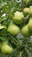 Pleached Pear Tree, variety Williams Bon Chrétien