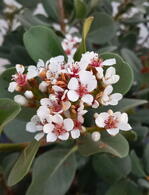 Rhaphiolepsis Umbellata