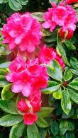 Rhododendron Anna Rose Whitney