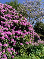 Rhododendron Catawbiense Grandiflorum spectacular lilac flowering shrub, ideal for woodland gardens