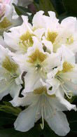 Rhododendron Cunninghams White for sale online at Paramount Plants in Crews Hill, UK
