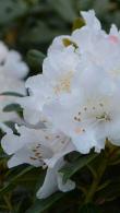 Rhododendron Dora Amateis, dwarf white flowering Rhododendron