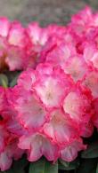 Rhododendron Fantastica Yak Hybrid Pink Flowering Evergreen