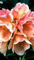 Rhododendron Firelight (Hachmann’s Feuerschein) red and cream flowering Rhododendron hybrid buy online UK