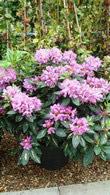 Rhododendron Variegated, Shrubs, Paramount Plants and Gardens - for sale UK