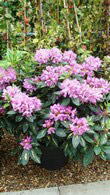 Rhododendron Variegated, Shrubs, Paramount Plants and Gardens - for sale UK
