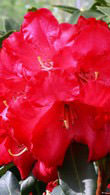 Rhododendron Halfdan Lem - red flowering beauty, for sale UK