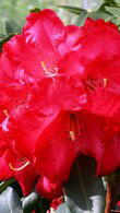 Rhododendron Halfdan Lem - red flowering beauty, for sale UK