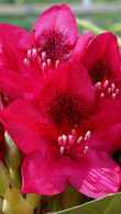 Rhododendron Nova Zembla - a popular choice for red-flowering rhododendrons