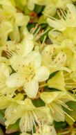 Rhododendron Princess Anne Dwarf Hybrid for Sale Online UK