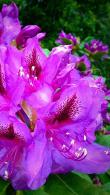 Rhododendron Azzuro Purple Flowering Evergreen Shrub