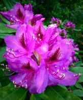 Rhododendron Azzuro Purple Flowering Evergreen Shrub flowering in early summer. Buy online UK