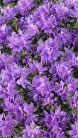 Rhododendron Purple Pillow Dwarf Rhododendron
