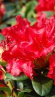 Rhododendron Scarlet Wonder Dwarf Rhododendron