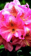 Rhododendron Scintillation, RHS awarded AGM for sale online from our London plant centre.
