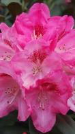 Dwarf Rhododendron Sneezy Low Growing Yak Hybrid