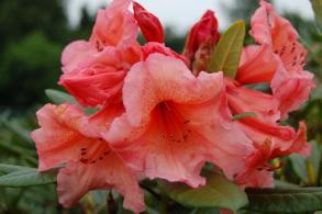 Rhododendron Tortoise Shell Orange is an evergreen shrub known for its bold orange flowers in spring and year round green foliage. Perfect for adding color to shaded garden areas.