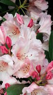 Rhododendron Virginia Richards for sale online UK delivery