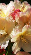 Rhododendron Percy Wiseman - a superb Yakushimanum Hybrid