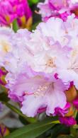 Rhododendron Yakushimanum Silver Cloud