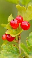 Tough & Hardy Ribes Alpinum or Alpine Currant, the flowers will be followed by bright red berries if you plant both male and female plants, which will attract birds to your garden