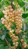 Ribes Rubrum Weisse Versailles White Currant for Sale Online