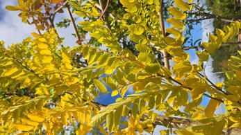 Robinia pseudoacacia Frisia tree with bright yellow foliage and light airy canopy