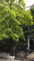 Robinia Pseudoacacia Frisia Golden Robinia False Acacia trees to buy online with UK delivery
