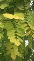 Robinia Pseudoacacia tree, part of our large deciduous trees collection, for sale online with UK delivery.