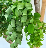 Robinia Twisty Baby False Acacia