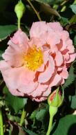 Rosa Alibaba Climbing Rose in flower