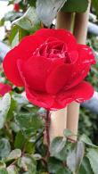 Rosa Amadeus Climbing Red Rose