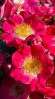 Rosa American Pillar Rambling Rose, beautiful pink flowering rambler, plant in open sun and enjoy the display of profuse single pink blooms with white centre. Buy online UK and Ireland delivery.