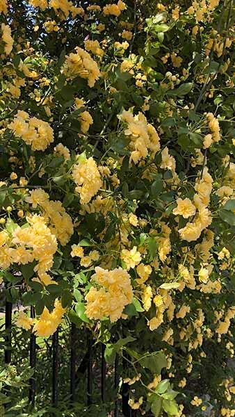 Rosa Banksiae Lutea Yellow Banksian Rose Yellow Climbing Rose