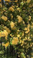 Rosa Banksiae Lutea or Yellow Banksian Rose is a Yellow Climbing Rose, buy UK