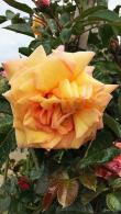 Rosa Barock Climbing Rose