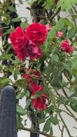 Rosa Crimson Shower is a stunning rambling rose with deep green foliage and masses of dark red blooms, fragrant and abundant flowers from midsummer buy UK.