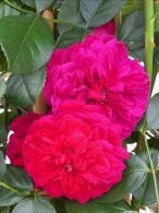 Rosa Florentina climbing rose with red flowers